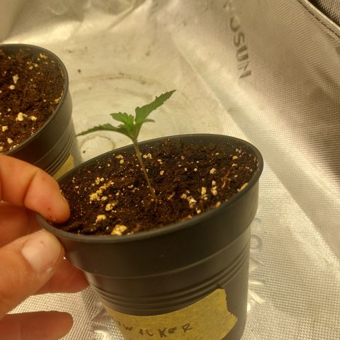 Skywalker haze growlog timeline photo