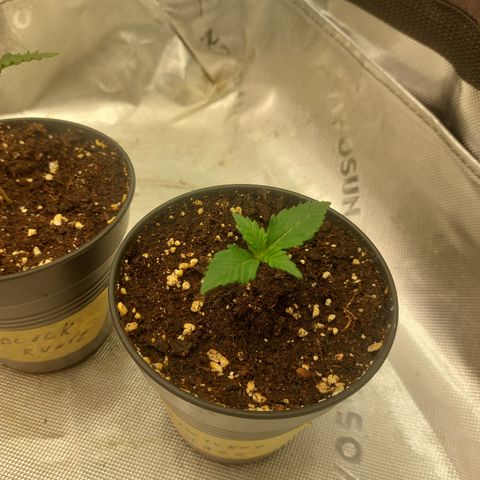 Skywalker haze growlog timeline photo