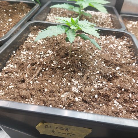 Black runtz  growlog timeline photo