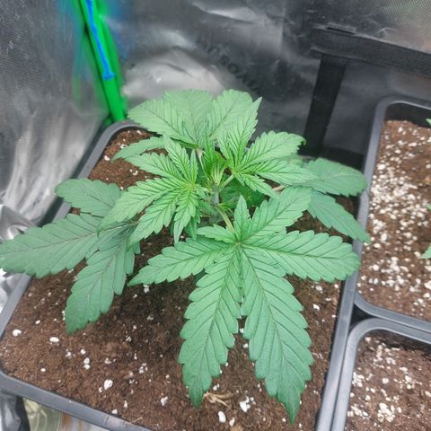 Chocolate Mint OG growlog timeline photo