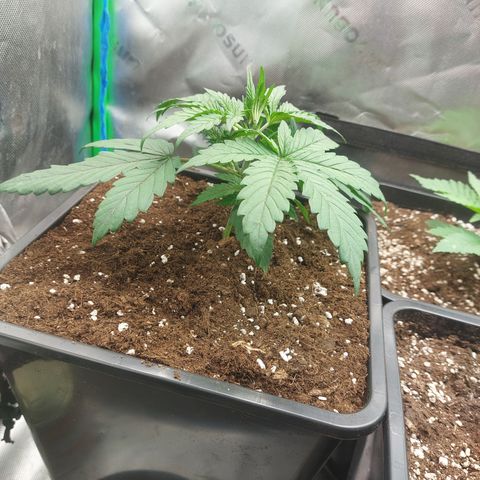 Chocolate Mint OG growlog timeline photo