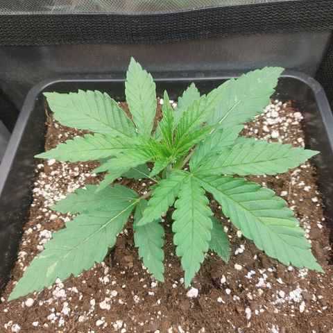 Northern Lights automatic  growlog timeline photo