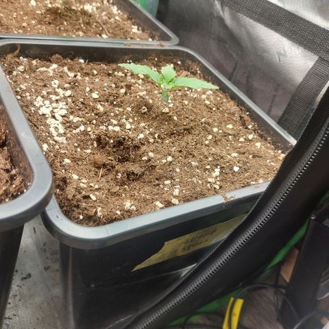 Super skunk  growlog timeline photo