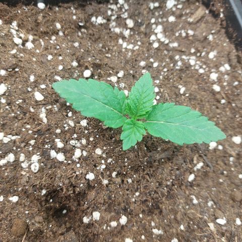 Super skunk  growlog timeline photo