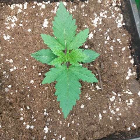 Skywalker haze growlog timeline photo