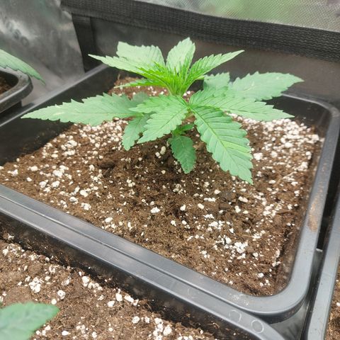 Northern Lights automatic  growlog timeline photo