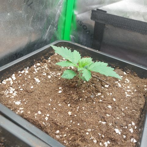 Skywalker haze growlog timeline photo