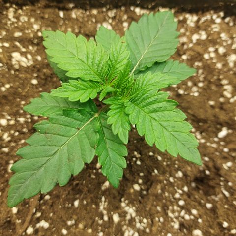 Black runtz  growlog timeline photo