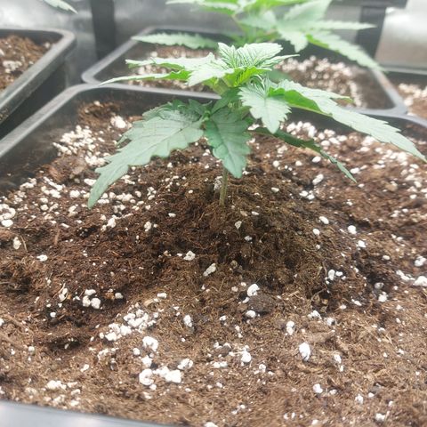 Black runtz  growlog timeline photo