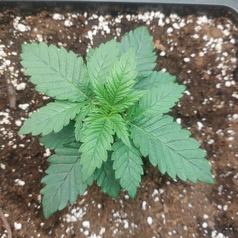 Black runtz  growlog timeline photo