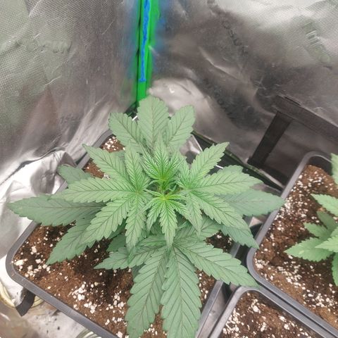 Chocolate Mint OG growlog timeline photo