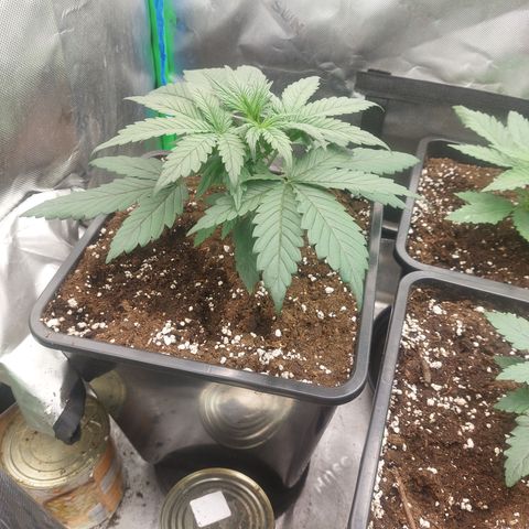 Chocolate Mint OG growlog timeline photo