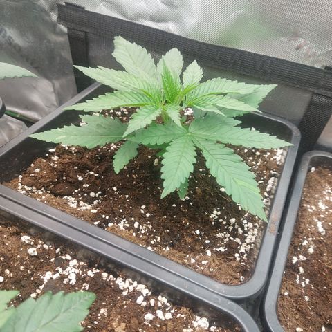 Northern Lights automatic  growlog timeline photo