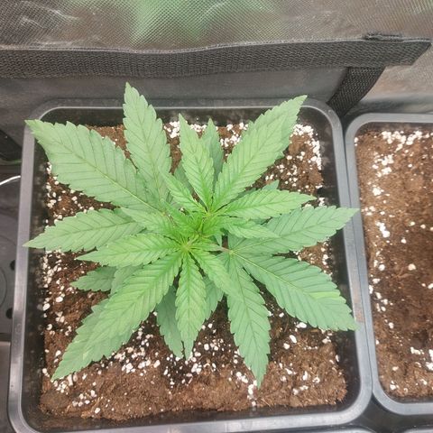 Northern Lights automatic  growlog timeline photo