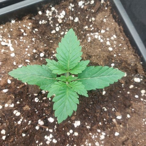 Super skunk  growlog timeline photo