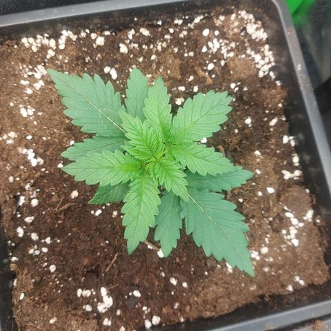 Skywalker haze growlog timeline photo
