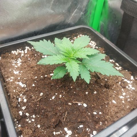 Skywalker haze growlog timeline photo