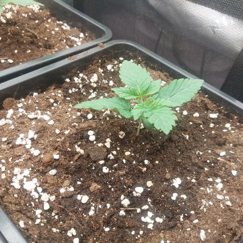 Super skunk  growlog timeline photo