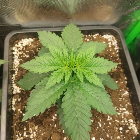 Black runtz  growlog timeline photo