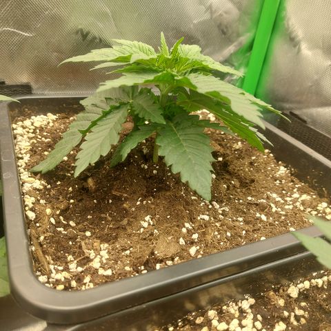 Black runtz  growlog timeline photo