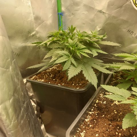 Chocolate Mint OG growlog timeline photo