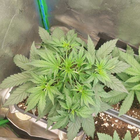 Chocolate Mint OG growlog timeline photo