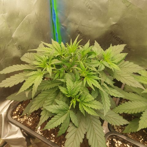 Chocolate Mint OG growlog timeline photo