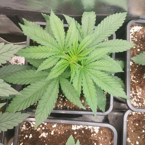 Northern Lights automatic  growlog timeline photo