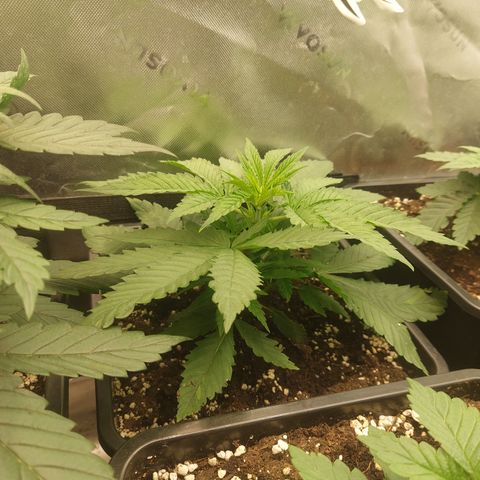 Northern Lights automatic  growlog timeline photo