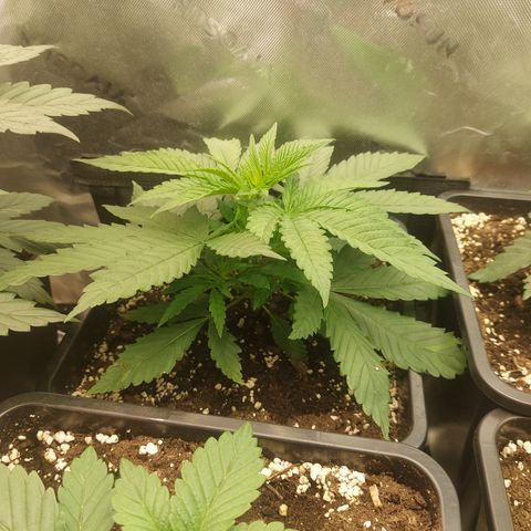Northern Lights automatic  growlog timeline photo