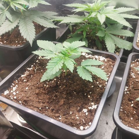 Super skunk  growlog timeline photo