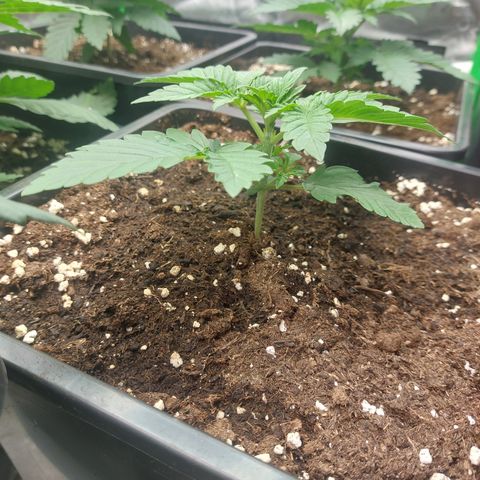 Super skunk  growlog timeline photo