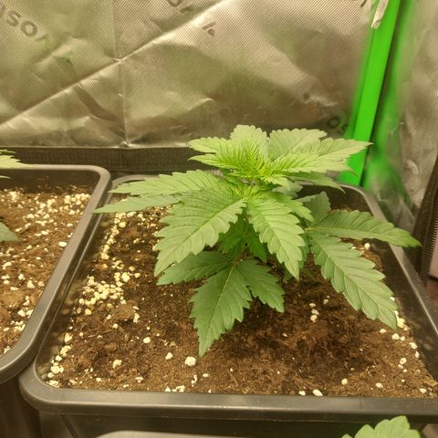 Skywalker haze growlog timeline photo