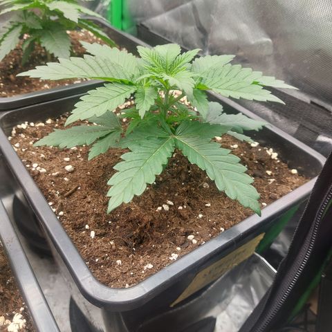 Skywalker haze growlog timeline photo