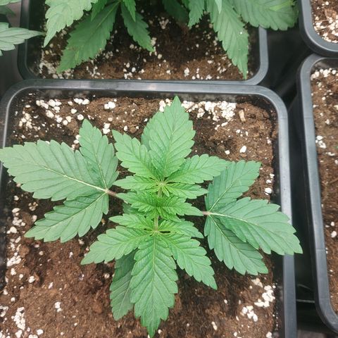 Super skunk  growlog timeline photo