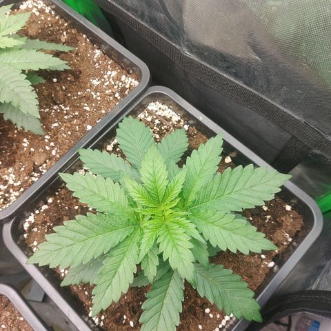 Skywalker haze growlog timeline photo