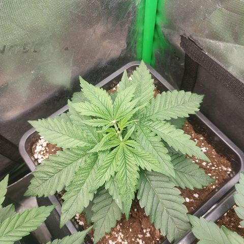 Black runtz  growlog photo: Heute getoppt