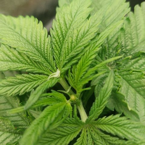 Black runtz  growlog photo: Heute getoppt