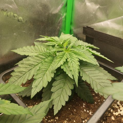 Black runtz  growlog photo: Heute getoppt