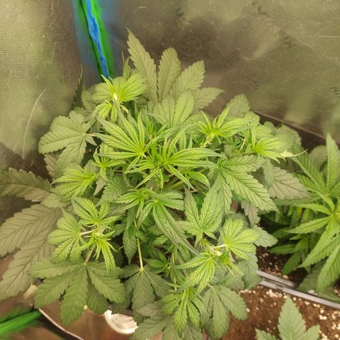 Chocolate Mint OG growlog timeline photo