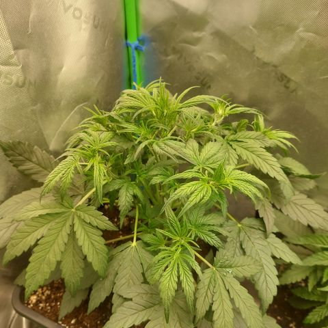 Chocolate Mint OG growlog timeline photo