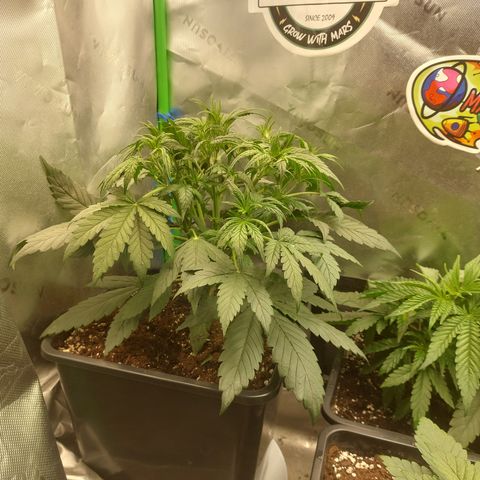 Chocolate Mint OG growlog timeline photo