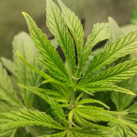 Northern Lights automatic  growlog photo: Heute getoppt 