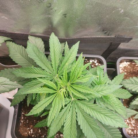 Northern Lights automatic  growlog photo: Heute getoppt 