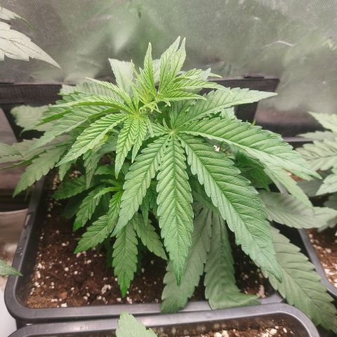 Northern Lights automatic  growlog photo: Heute getoppt 