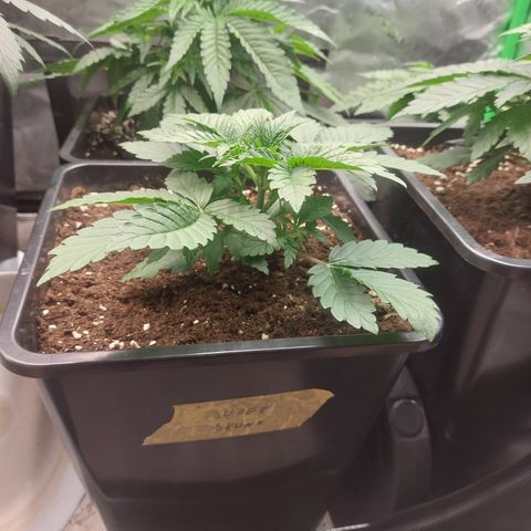 Super skunk  growlog timeline photo