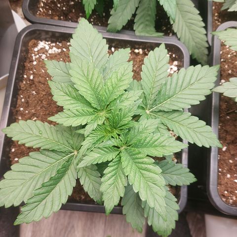 Super skunk  growlog timeline photo