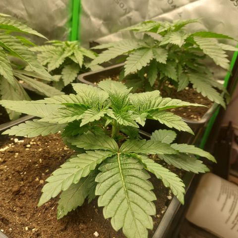 Super skunk  growlog timeline photo