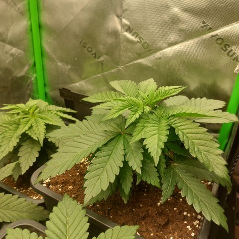 Skywalker haze growlog photo: Heute getoppt