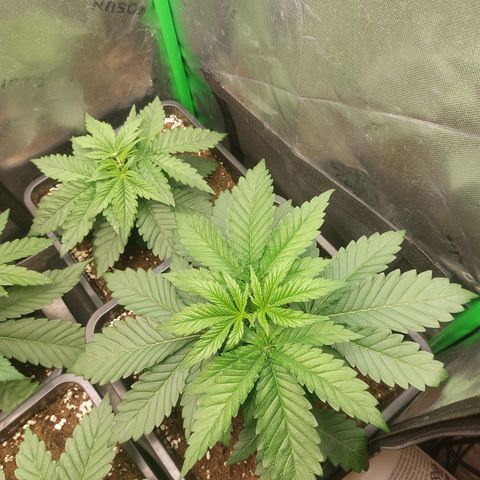 Skywalker haze growlog photo: Heute getoppt